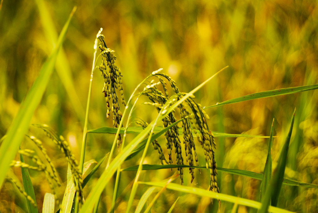 বি আর৭
