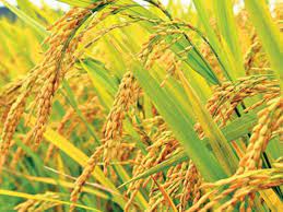 ব্রি ধান৭০