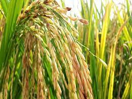 ব্রি ধান৩৩