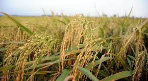 ব্রি ধান৪৫