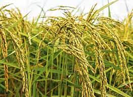 ব্রি ধান৭৮