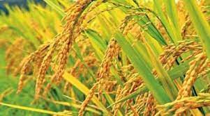 ব্রি ধান৪২