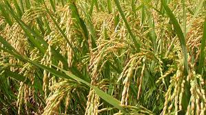 ব্রি ধান৯২