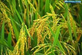 বি আর১৬