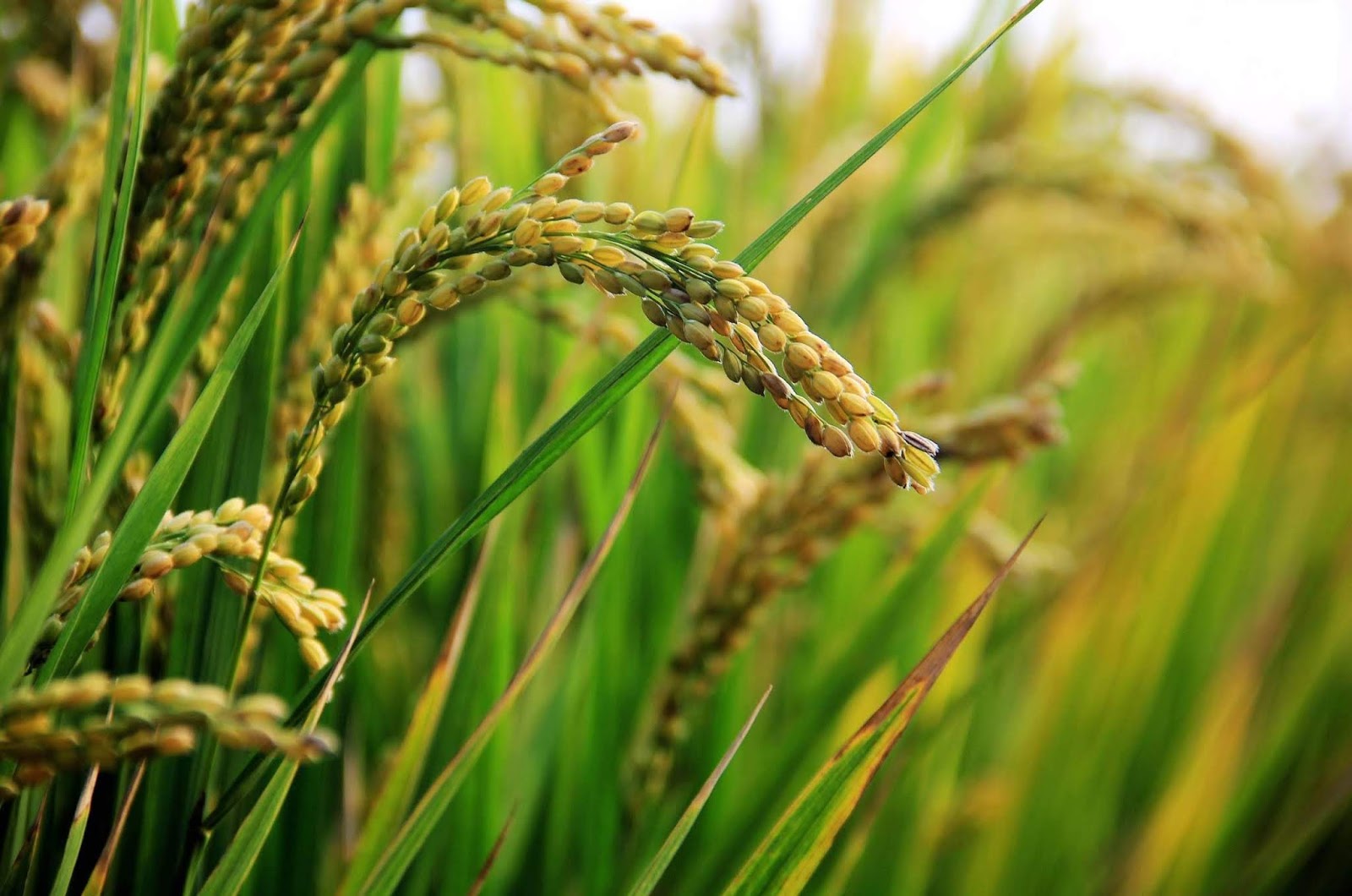 ব্রি ধান৫৬