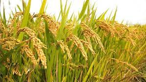 ব্রি ধান৪৬