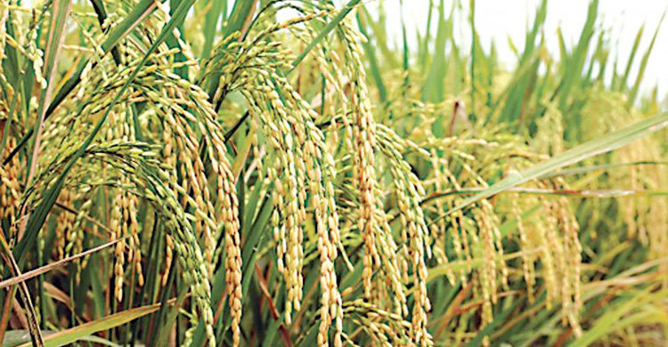বি আর১৯