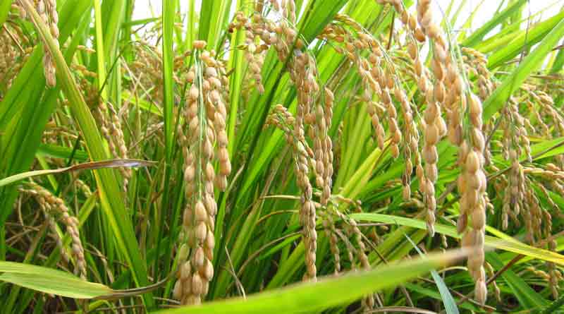 ব্রি ধান৫৩