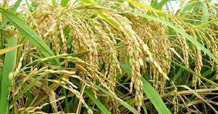 ব্রি ধান৪৪