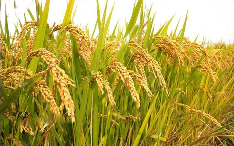 বি আর২৬