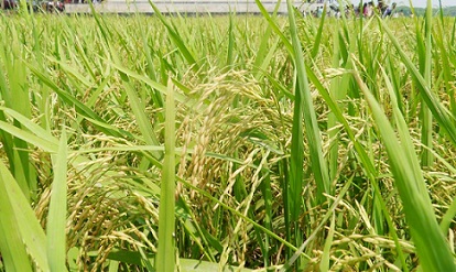 ব্রি ধান৮৮
