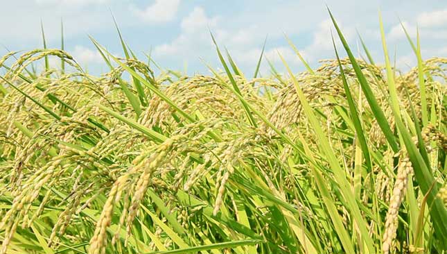 ব্রি ধান৯০