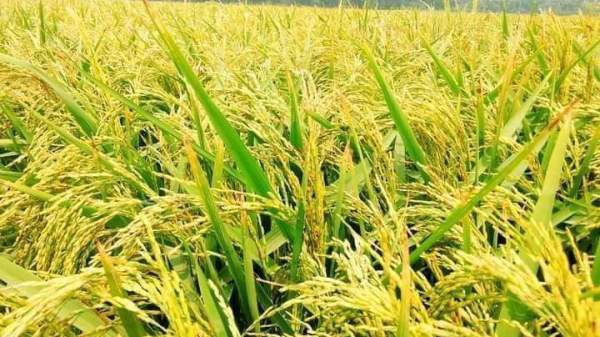 ব্রি ধান৯৯